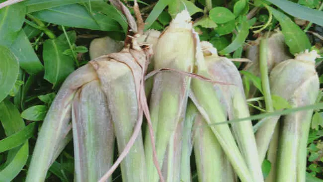 Pantas Sereh Jadi Bumbu Idola, Begini Manfaat Istimewanya!