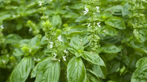 7 Tanaman Herbal yang Identik dengan Persalinan dan Ibu Hamil, Ada Kemangi!