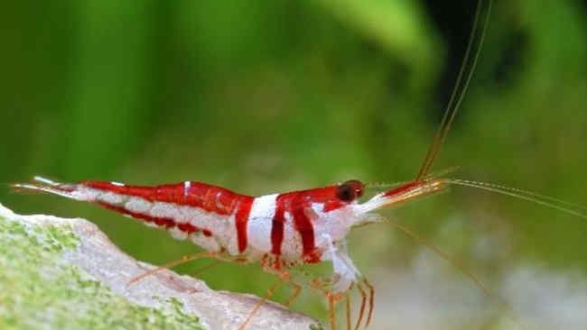 Karena Kecantikannya Caridina Diburu dan Terancam Punah