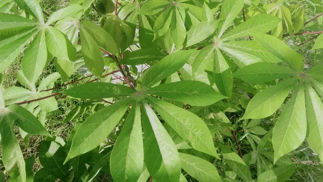 Ibu, Halaman Rumah, dan Daun Singkong