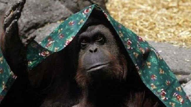 Sandra, Orangutan yang Dapat Hak Istimewa Layaknya Manusia