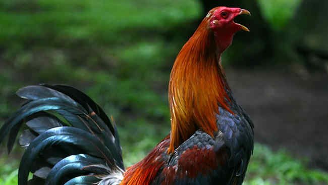 Maurice, Ayam Jantan Pertama di Dunia yang Menang di Pengadilan