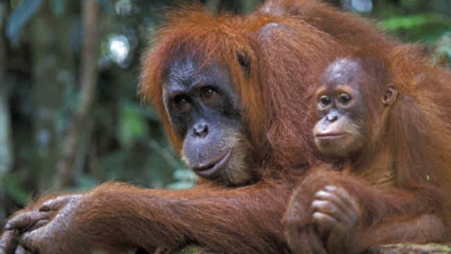 Miliki DNA Mirip Manusia, Orangutan Juga Bisa Terserang ISPA