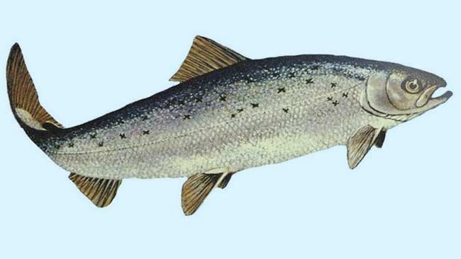 Selain Salmon Budi Daya, Ini Ikan Lain yang Berbahaya Dikonsumsi