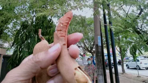 Buah Asam, Buah Nostalgia dan 5 Manfaat Ajaibnya Bagi Kesehatan