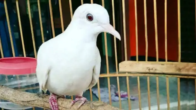 Burung Perkutut Putih dan Yuhina Kalimantan Itu, Kini Terbang Bebas
