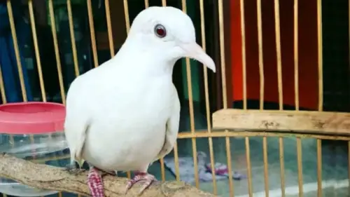 Burung Perkutut Putih dan Yuhina Kalimantan Itu, Kini Terbang Bebas