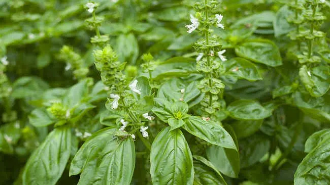 Dapatkan Kulit Wajah Lebih Kinclong dengan Daun Kemangi, Ini Caranya!
