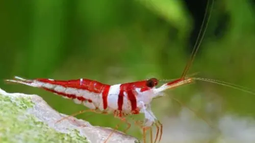 Karena Kecantikannya Caridina Diburu dan Terancam Punah