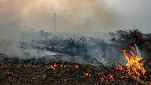 Karhutla 2025 Menurun, Warganet Tetap Soroti  Pembabatan Hutan yang Meningkat