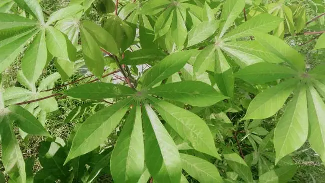 Kaya Manfaat, Namun Daun Singkong Bisa Menjelma Racun?