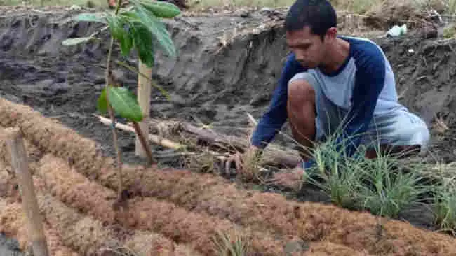 Ketika Sabut Kelapa Menjelma Jadi Tanggul Laut Ramah Lingkungan
