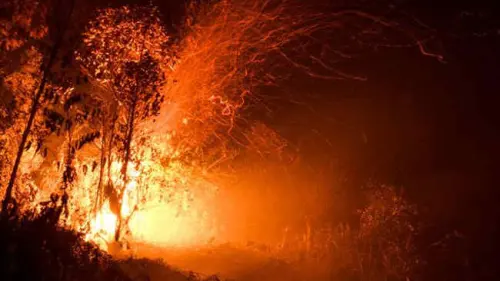 Mencemaskan, Kebakaran Hutan Bolivia Memanggang Jutaan Satwa?