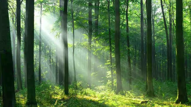 Mengintip Cara 3 Negara Ini Lestarikan Hutan Demi Hari Esok