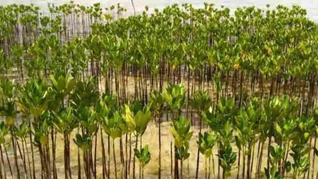 Restorasi Mangrove dan Terumbu Karang Dapat Melindungi Pesisir dari Banjir dan Erosi