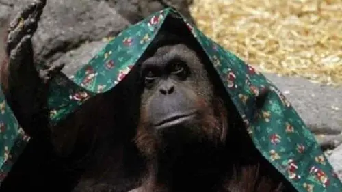 Sandra, Orangutan yang Dapat Hak Istimewa Layaknya Manusia