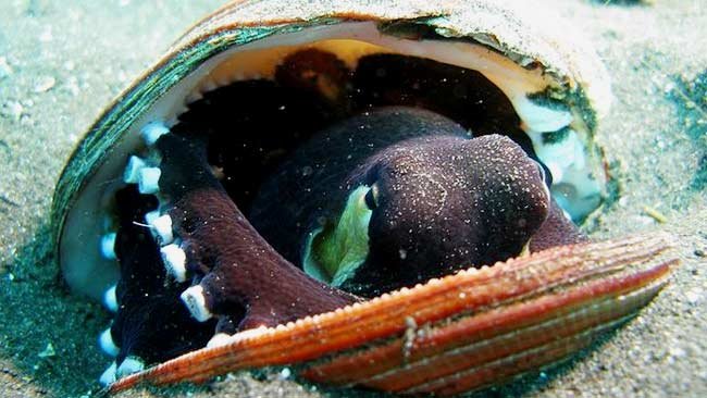 Amphioctopus Marginatus, Gurita yang Punya Tingkat Kecerdasan Tinggi