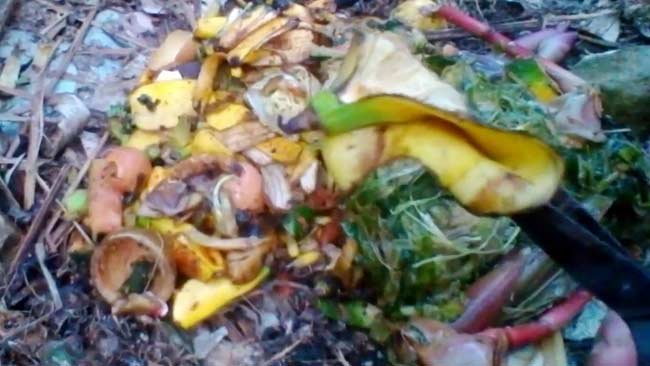 Cinta Lingkungan? Mulailah Daur Ulang Sampah Dapur dengan Cara Ini!