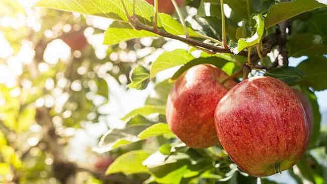 Di Malam Hari Buah Apel Tumbuh Lebih Cepat, Iyakah?