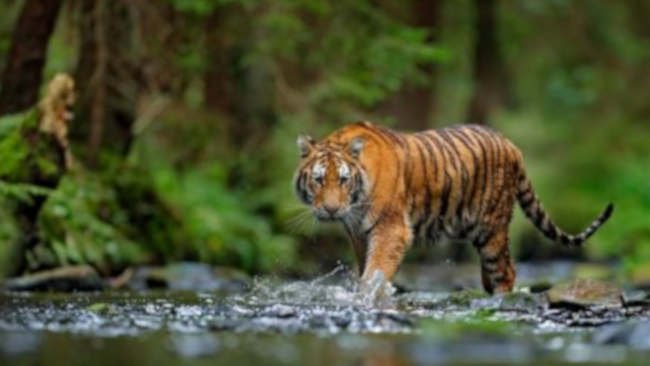Gakkum KLHK Tangkap Penjual Kulit dan Tulang Harimau Sumatera