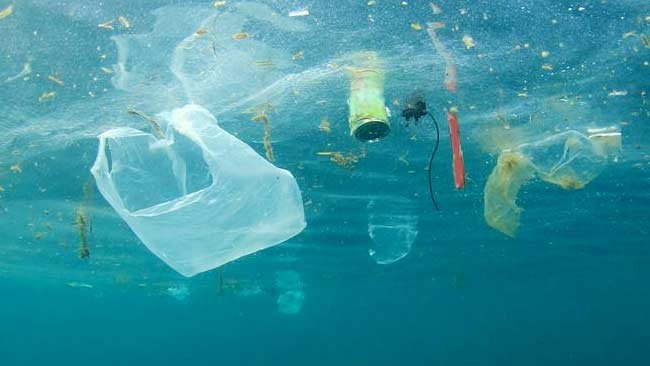 Polusi Plastik Menyeret Burung Laut ke Lubang Bahaya yang Mengerikan