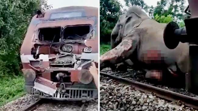 Lagi-Lagi, Gajah Mati Tertabrak Kereta di India