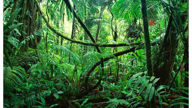 Menyandarkan Asa Pada SILIN untuk Produktivitas Hutan Alam Indonesia