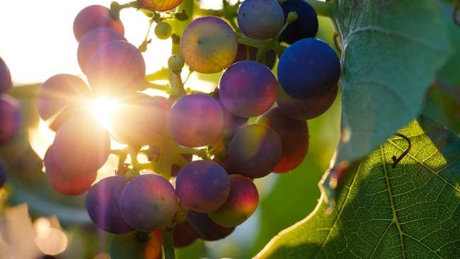 Pada Buah Anggur, Rasakan Manfaat Ini jika Rutin Dikonsumsi
