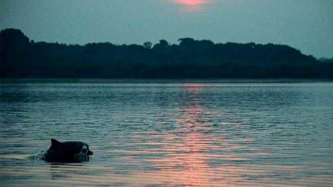 Polusi Merkuri Ancam Kehidupan Lumba-Lumba Sungai Amazon