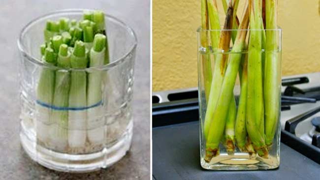 Sisa Bahan Masakan di Rumah Jangan Dibuang, Tanam Kembali Pakai Cara Ini!
