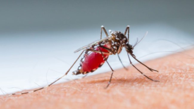 Waspada, Nyamuk Penyebab DBD Menggigit Juga di Sore Hari