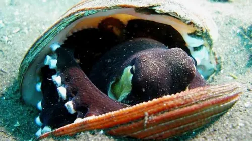 Amphioctopus Marginatus, Gurita yang Punya Tingkat Kecerdasan Tinggi