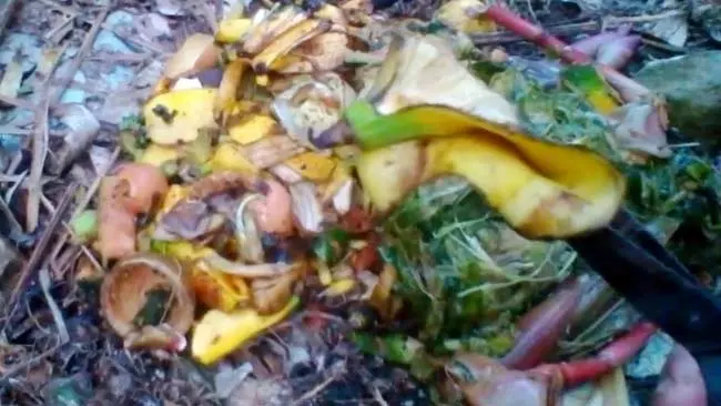 Cinta Lingkungan? Mulailah Daur Ulang Sampah Dapur dengan Cara Ini!