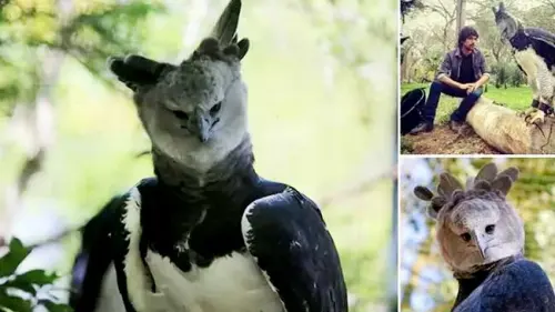 Harpy, Burung Elang Terbesar di Dunia yang Nyaris Punah