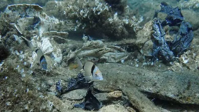 Karena Sampah Plastik, Satu Terumbu Karang yang Mati Bisa Infeksi Karang Lain