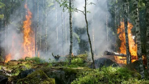 Kebakaran Kembali Terjadi di Lereng Gunung Sumbing, Penyebab Belum Diketahui