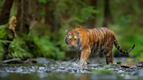 Kronologis Penyelamatan Seekor Harimau di Kabupaten Merangin