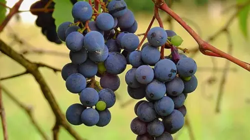 Makan Buah Anggur Berlebihan Bisa Sebabkan Gangguan Kesehatan Ini