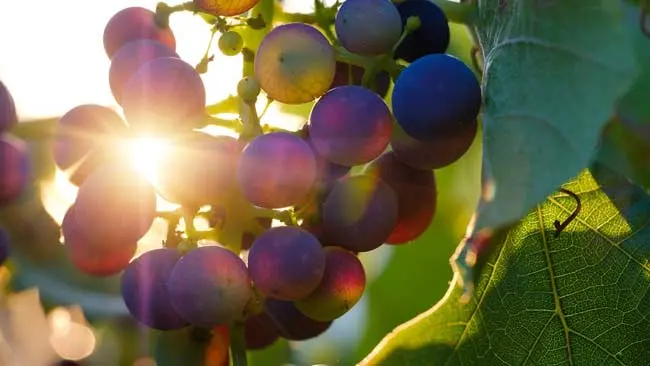 Pada Buah Anggur, Rasakan Manfaat Ini jika Rutin Dikonsumsi