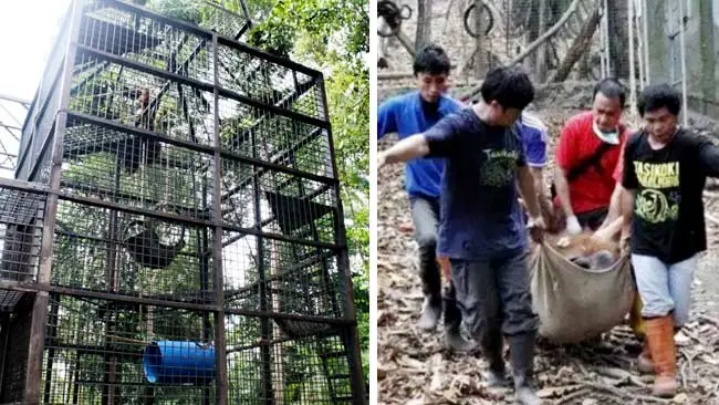 Pulang, Bento dan Iskandar Kembali ke Tempat Asalnya di Kalimantan