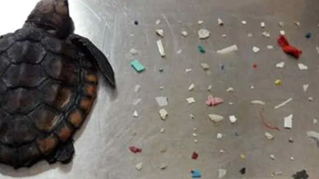Ratusan Plastik di Perut Antarkan Seekor Penyu pada Kematian