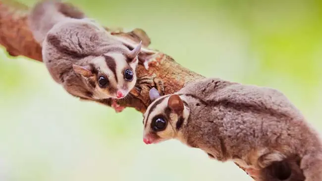 Sugar Glider, Hewan Kecil yang Lucu dan Menggemaskan