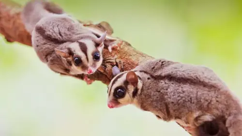Sugar Glider, Hewan Kecil yang Lucu dan Menggemaskan