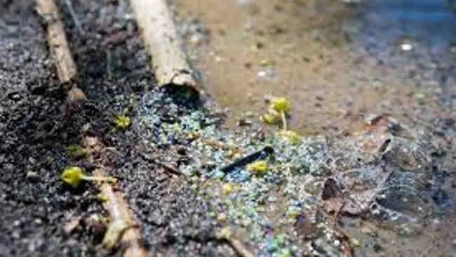Tidak Terduga, Ini 9 Sumber Mikroplastik yang Patut Diwaspadai