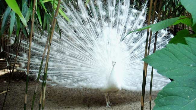 Fakta tentang Merak Putih, Burung Cantik dengan Ekor yang Berkilau