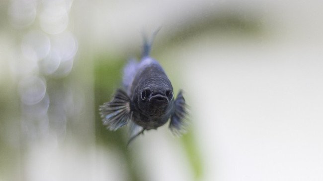 Ikan Cupang Tak Hanya Bisa Diadu, Tapi Juga Bisa Perangi DBD