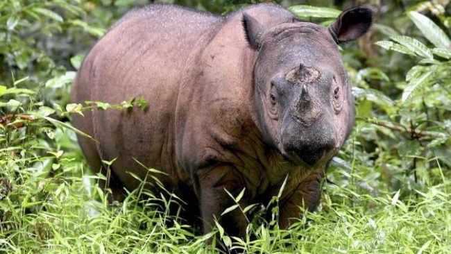 Iman Mati, Spesies Badak Sumatera di Malaysia Berakhir