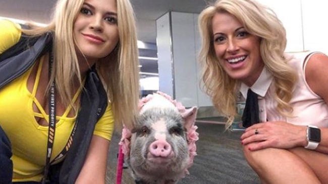 Kenalkan Lilou, Babi Pertama yang Jadi "Petugas" di Bandara!