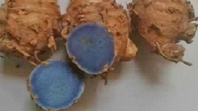 Kenapa Ibu Suka Minum Kunyit Hitam, Apa Manfaatnya?