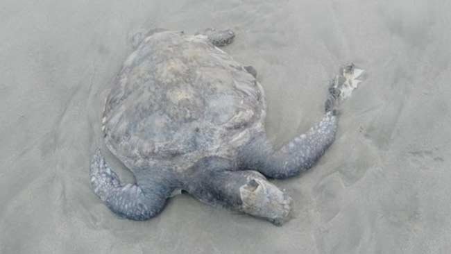 Lagi, Penyu Mati karena Sampah Plastik dan Limbah di Bengkulu